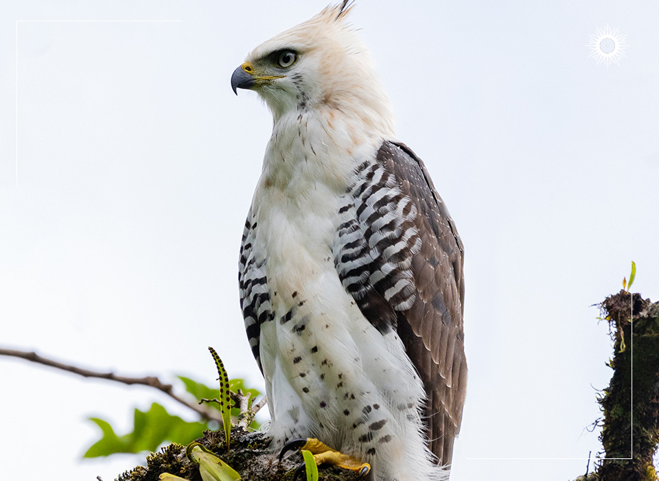 Birdwatching at Monteverde, Costa Rica: Look up!