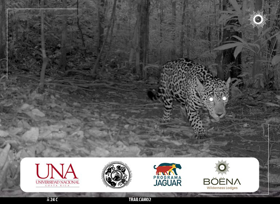 United for the Jaguar